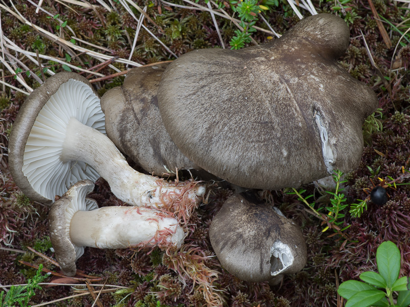 Hygrophorus camarophyllus